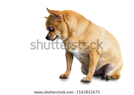 Cute chihuahua dog isolated on white background