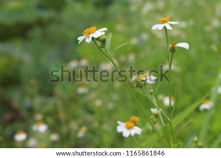 White flower with small yellow stamens on green field in the morning. free space for text. beautiful nature background concept.