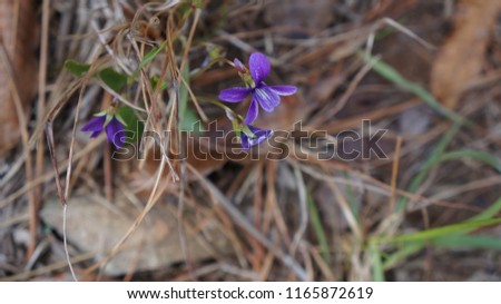 A flower that emerges from the ground