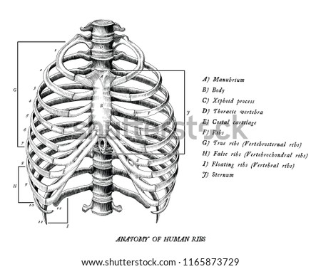 Anatomy of human ribs hand draw vintage clip art isolated on white background