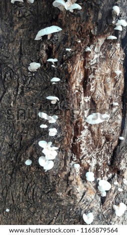 Small mushrooms sprout after the trees are moistened by rain water.