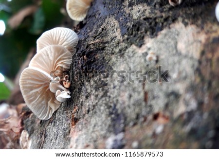 Small mushrooms sprout after the trees are moistened by rain water.