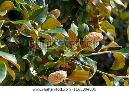 Magnolia Fruit on branch
