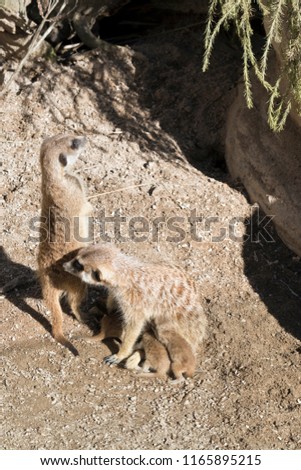 the meerkats are standing guard while the mother nursers her 9 day old babies