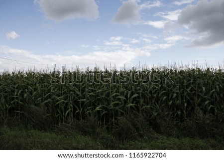 Corn field plant