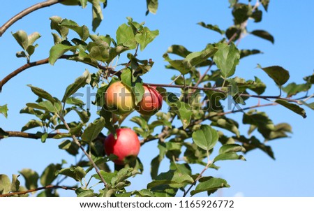 Very fresh apples on a branch