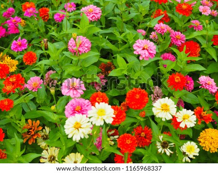 Beautyful colorful flowers in the garden 