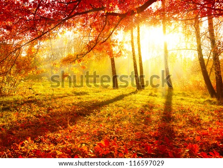 Autumn. Fall. Autumnal Park. Autumn Trees and Leaves Royalty-Free Stock Photo #116597029