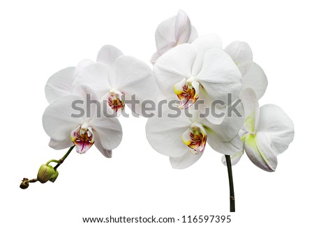 Branch with white flowers orchids isolated on white Royalty-Free Stock Photo #116597395