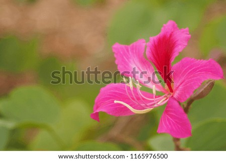 Soft focus of a flower color is beautiful.
Flowers in spring, on natural background.
