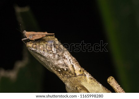 oriental garden lizard with grasshopper in nature