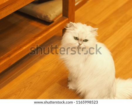 White cat sitting on the floor