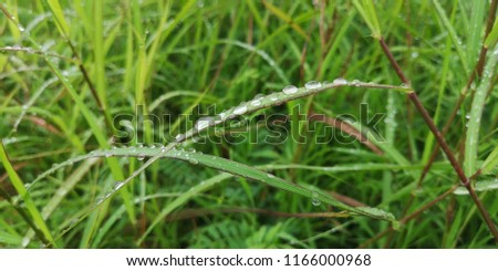 A beautiful close-up shot of rain drops on grass leaves in the early morning. selective focus. Backgrounds/Textures.
