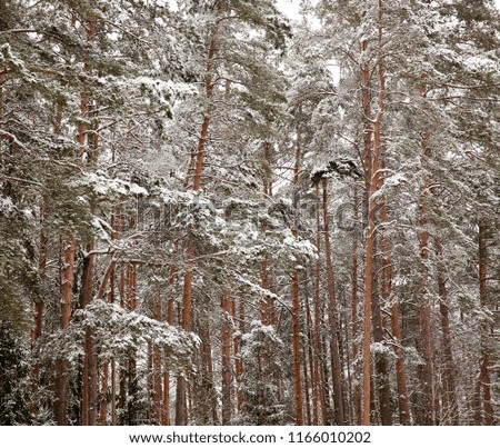 high pine trees covered with white fluffy snow after a past snowfall. Small depth of field