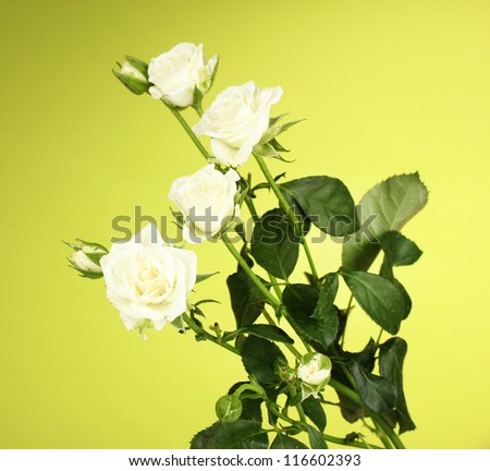 Beautiful white roses on green background close-up