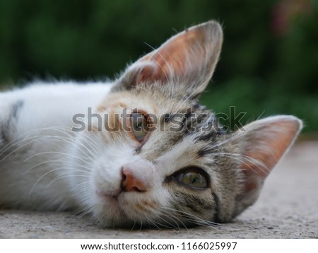 little cat at outdoor, Close Up Portrait