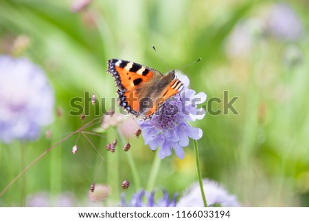 Orange Butterfly Gathering Pollen of Purple Flowers in Green Field