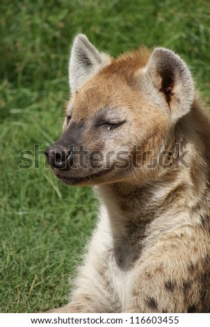 Spotted Hyena - Crocuta crocuta