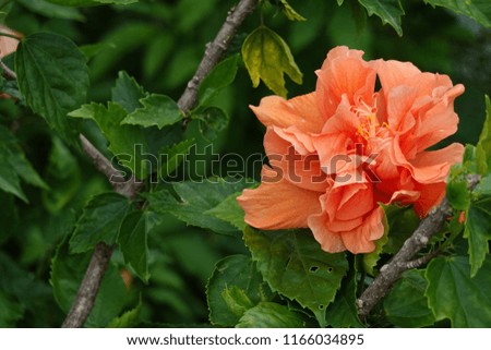 orange color flower                             