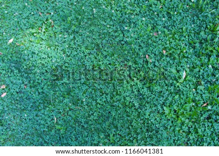 Nature green grass background top view, fresh spring green with flowers