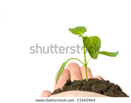 Growing green plant in a hand isolated on white