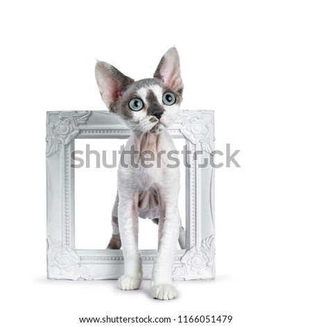 Adorable blue tonkanese point  with white Devon Rex cat kitten girl, standing throught / in a white photo frame, isolated on a white background looking up with gorgeous pastel green eyes