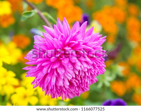 Pink flower of chrysanthemum blooming, close up