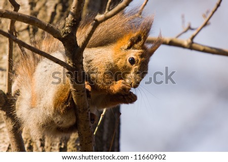 squirrel with a nut in a paws on a tree