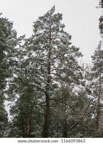 Trees in the forest covered with snow in Latvia.