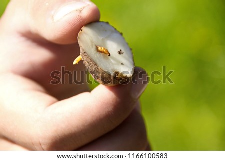 The wireworm is the larva of a beetle of the click beetle on potatoes closeup