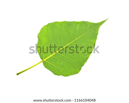 green bodhi leaf isolated on white background