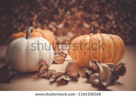 Autumn orange and white pumpkins thanksgiving halloween background wooden box with copy space. Template for fall harvest mood text
