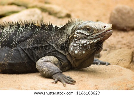 Iguana  -  (Iguana iguana)