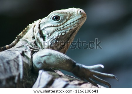 Iguana  -  (Iguana iguana)