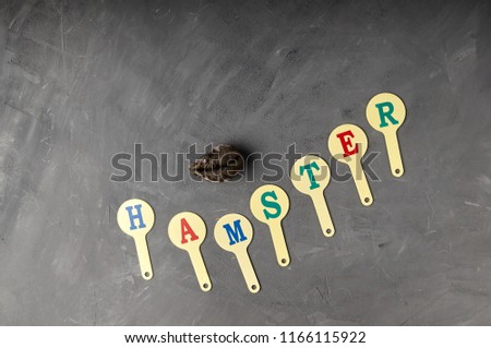 The word "hamster" is collected from children's educational cards with the alphabet. A little funny furry rodent. Syrian, Dzhungar hamster on a black beautiful background.