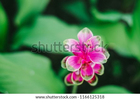Curcuma sessilis , the flower in the park