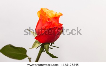 Red Orange Rose Isolated On The White Background