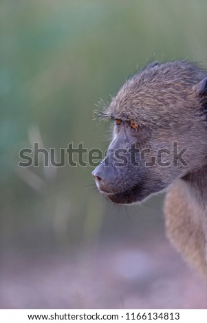 Baboon in the wild