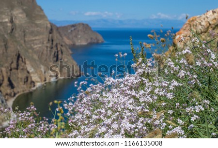 Lake Baikal. August. Russia. Siberia. The coast of Olkhon island in summer. Magnificent picture with a view of lake Baikal. Cute pink flowers grow on the rock.