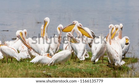 White Pelicans in the Amboseli National Park, Kenya