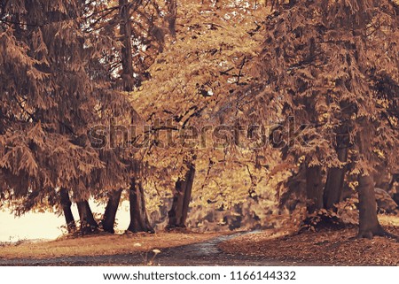 yellow autumn forest landscape  beautiful trees with yellow leaves in the forest, landscape October autumn, seasonal landscape