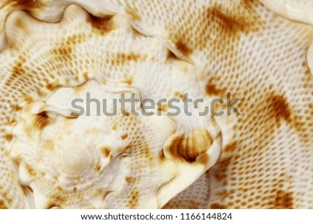 Sea shell spiral close-up