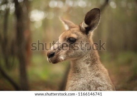 Skippy the bush Kangaroo