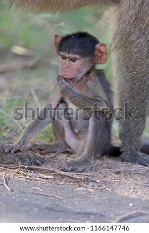 Baby baboon romping