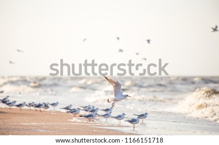 seagulls on the sandy shore