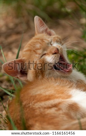 Puppy cat resting, yawning in the garden