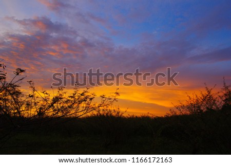 A picture of the sky in the woods in the evening, in the shadow of a bush over the beautiful blue sky.