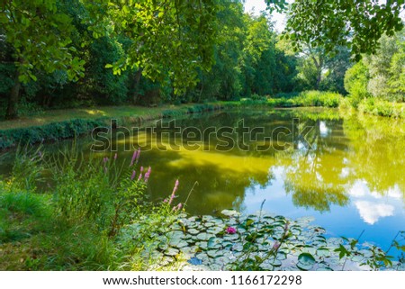 Water lilies in a pond in a nature reserve Tiefenthal Appelbachtal Rheinhessische Schweiz