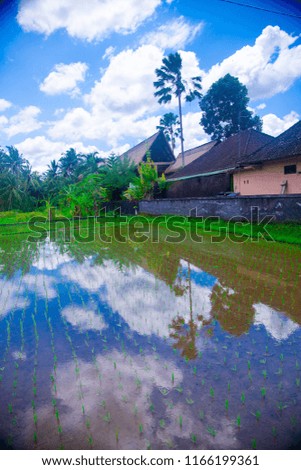 Rice field in Bali, Indonesia. Bali is an Indonesian island and known as a tourist destination. In Bali, rice harvest seasons come three times in a year.