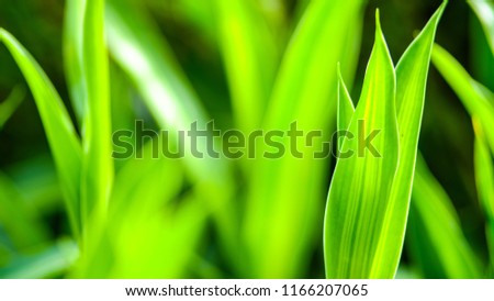 Closeup nature view of green leaf on blurred greenery background with copy space using as background natural green plants landscape, ecology, fresh wallpaper concept.rain water on a green leaf macro